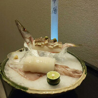 日本料理 湯河原 華暦 - 割　　鮮: カマスの焼き霜　槍烏賊姿作り
