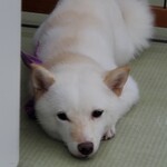 小豆柴の郷 秋葉原店 - 