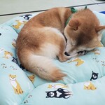 小豆柴の郷 秋葉原店 - 