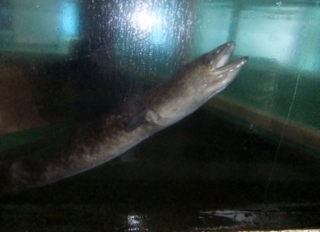 イッシー本舗 - 指宿/カフェ | 食べログ