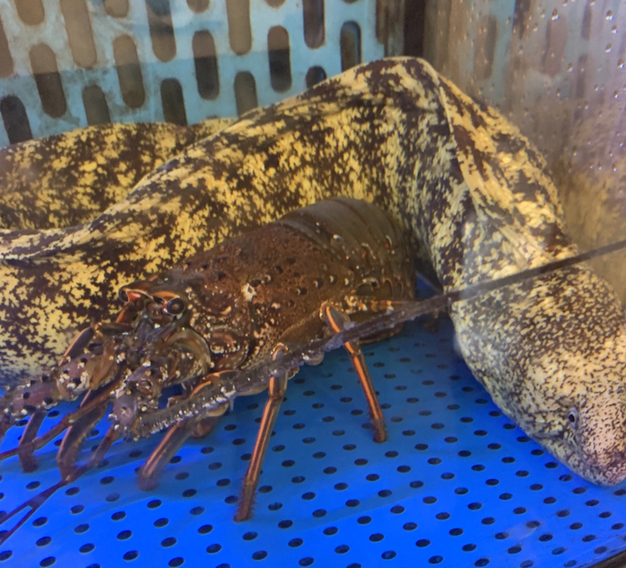 ボクは キミのウツボに なりたい By Hana Hanaco すしと天ぷら とろ一 上野御徒町 寿司 食べログ ボクは キミのウツボに なりたい By Hana Hanaco すしと天ぷら とろ一 上野御徒町 寿司 食べログ