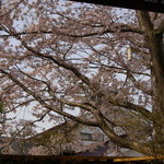 さくらリビング - 春　窓いっぱいの桜