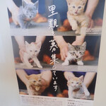 まちなか交流館 ATERA cafe - 里親募集なの