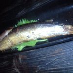 ぢゅげむ - サンマの自家製オイルサーディン風