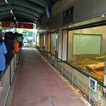 上野精養軒 本店レストラン - シャンシャンのひとり立ちに向けてのスケジュールが発表された日から、パンダ観覧の待ち時間が毎日すごいことに！この日も小雨が降る中、長蛇の列が出来ていました。