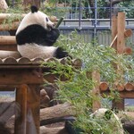 上野精養軒 本店レストラン - シャンシャンと　お母さんのシンシンは大きいお庭に出ていたよ。櫓(やぐら)の上にちょこんと座るシャンシャン、かわいい～その下でお母さんも一緒にお食事中。ちびつぬ「シャンちゃんとお母さんのツーショットをパチリ！」