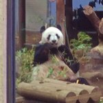 上野精養軒 本店レストラン - お母さんは食べるのが速いので、笹を探してどんどん移動していきます。美味しそうな笹を見つけてムシャムシャ。