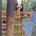 上野精養軒 本店レストラン - シャンシャンは櫓の上でもぞもぞ、、、