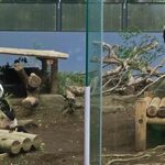 上野精養軒 本店レストラン - お母さんの所に行こうと櫓を降ります。お母さんもお食事しながら、シャンシャンのことをやさしく見守っているようです。