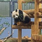 上野精養軒 本店レストラン - 櫓を降りる途中、笹にちょっと気をとられるシャンシャン。食べようかどうしようか迷ってるのかな？