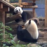 上野精養軒 本店レストラン - お母さんに、「シャンも来たよ～」って言ってるみたい。シャンシャンはお母さんのことが大好きだね。