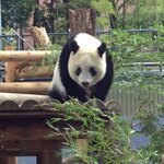 上野精養軒 本店レストラン - お母さんがよく見える櫓の上に登って、食べる笹を物色中のシャンシャン。