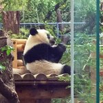 上野精養軒 本店レストラン - シャンシャンも笹をムシャムシャ食べ始めました。もっと見ていたかったけど、列が進んで行くので、ボキらはお隣のお父さんパンダ・リーリーがいるお庭に、、、