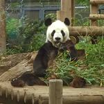 上野精養軒 本店レストラン - お父さんもぬいぐるみみたいだね～こちらも美味しそうに朝ごはん中でした。あっというまに1回目の観覧は終了。また並びなおして2回目を見よう！