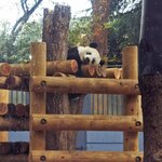 上野精養軒 本店レストラン - 雨が降る中、かなり並んで2回目の観覧～シャンシャンはお気に入りの櫓の上でお昼寝してました、Zzz、Zzz。寝ていてもお顔が見えるのは嬉しいね。ちびつぬ「寝顔がかわいい～」