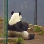 上野精養軒 本店レストラン - お母さんはまだお食事中だったよ。こちらもぬいぐるみみたい。後姿でも美味しそうに食べてるのが分かるね。お父さんパンダのリーリーは櫓の下で寝てしまっていて、残念ながら写真が撮れませんでした。ここでちょうどお昼前になったので、ご飯を食べにお目当てのお店に行くよ。