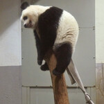 上野精養軒 本店レストラン - 洗濯して干されてるパンダのぬいぐるみみたい。笑ったようなお顔で寝てるね、、、Zzz、Zzz