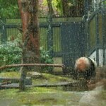 上野精養軒 本店レストラン - お父さんパンダのリーリーはまだお庭にいたよ。雨が降る中、早くお部屋に戻りたそうにうろうろしています。ちびつぬ「もうすぐよ～」これで3回目の観覧は終了、4回目の観覧に並びます。