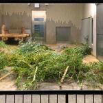 上野精養軒 本店レストラン - またかなり並んでパンダ舎に来ました。お部屋はすっかりお食事の準備ができてます。あれ、お父さんがいないねぇ。ちびつぬ「隣のお部屋じゃないかしら？」