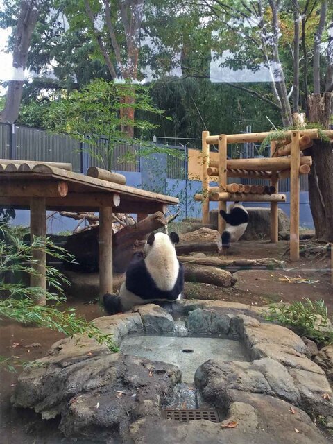 18年11月 上野動物園のジャイアントパンダ シャンシャンが母親から離れてひとり立ちの準備 By つぬっこ 上野 精養軒 カフェラン ランドーレ Caferant Le Landaulet 京成上野 洋食 食べログ 18年11月 上野動物園のジャイアントパンダ シャンシャンが母親から離れてひとり立ちの準備 By つぬっこ 上野 精養軒 カフェラン ランドーレ Caferant Le Landaulet 京成上野 洋食 食べログ