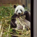 上野精養軒 本店レストラン - あっ、いたいた。お父さんは隣の部屋でお食事中でした。こちらのお部屋にも竹や笹がたくさん準備されてるね。ちびつぬ「リーちゃん、よかったわね～」