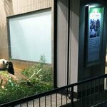 上野精養軒 本店レストラン - 続いてお隣のシャンシャンとお母さんのお部屋に。お母さんもお食事中で、この位置からだとお父さんとお母さんが2ショットで見られるよ。ちびつぬ「貴重なシーンね、、、」