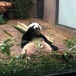 上野精養軒 本店レストラン - こうやって見ると、お母さんパンダのシンシンは「となりのトトロ」みたいだね。ちびつぬ「上野のトトロね～」シャンシャンはどこにいるんだろう？