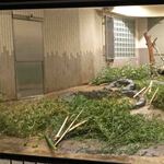 上野精養軒 本店レストラン - お隣の部屋にも竹と笹が大量に用意されていて、よ～く見て見ると、、、