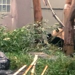 上野精養軒 本店レストラン - いた！！笹で隠れて見えにくいけど、シャンモック(ハンモック)のそばでお食事中だったよ。ちびつぬ「よく見えないけど、かわいいわね～」こうして旅行初日は4回の観覧ができました。