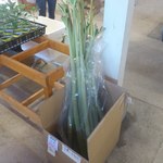 八紘学園 農産物直売所 - 【2012年06月】恵庭産の「ふき＠250円」は子供背丈位有ります。