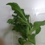 八紘学園 農産物直売所 - 【2012年06月】買ってきた「アイスプラント」。