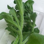 八紘学園 農産物直売所 - 【2012年06月】アイスプラントのアップ。