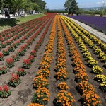 とみたメロンハウス - 【2020年07月】ファーム富田にて。遠くから見るとカラフルですが、近くで見ると丁寧に植えられています。とても手入れが行き届いてます。