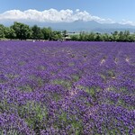 とみたメロンハウス - 【2020年07月】ファーム富田にて。ラベンダーが一面に広がってます。