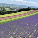 とみたメロンハウス - 【2020年07月】ファーム富田にて。この丘陵を活かしたコントラストが良いなあ。