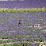 とみたメロンハウス - 【2020年07月】ファーム富田にて。この素晴らしい景観は細やかな手入れの賜物だと思います。