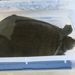 プレゼンテ スギ - 