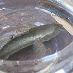 プレゼンテ スギ - 