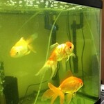 とんかつ 栄ちゃん - 