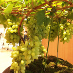 ベトナム南部伝統料理 フーン ナム - 秋ですね〜♪シャインマスカット。ホンモノです →ミッドタウンにて