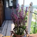 アンソレイユ - テラス席のラベンダーに初夏を感じました。