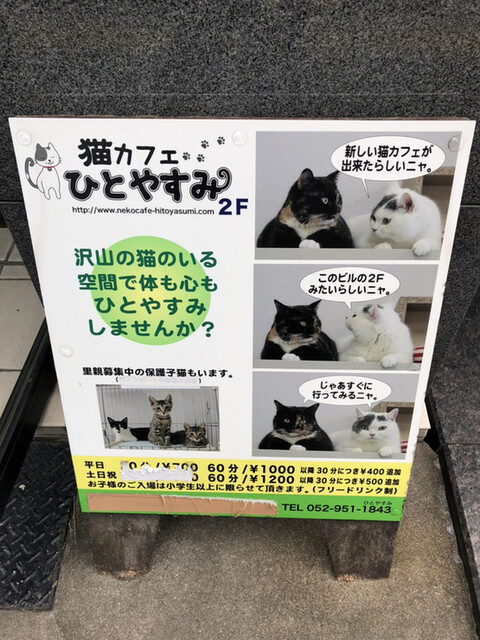 疲れた身体を猫に癒してもらいに猫カフェひとやすみに再訪！』by