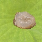 銀座 しのはら - 大将創作和菓子