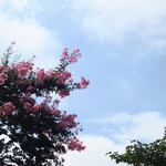 ラーメン二郎 - 近くの百日紅の花