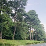 Droit - 京都御所の木々