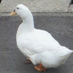 道の駅　いりひろせ - 「アヒル」を発見です（7/1UP）