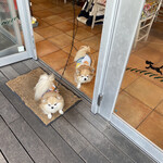 Y's DOGCAFE - 