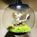 ラ カンロ - 苔盆栽1