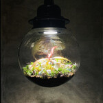 ラ カンロ - 苔盆栽2