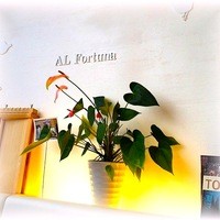 アルフォルトゥーナ - 明るくPOPな店内(^-^)/